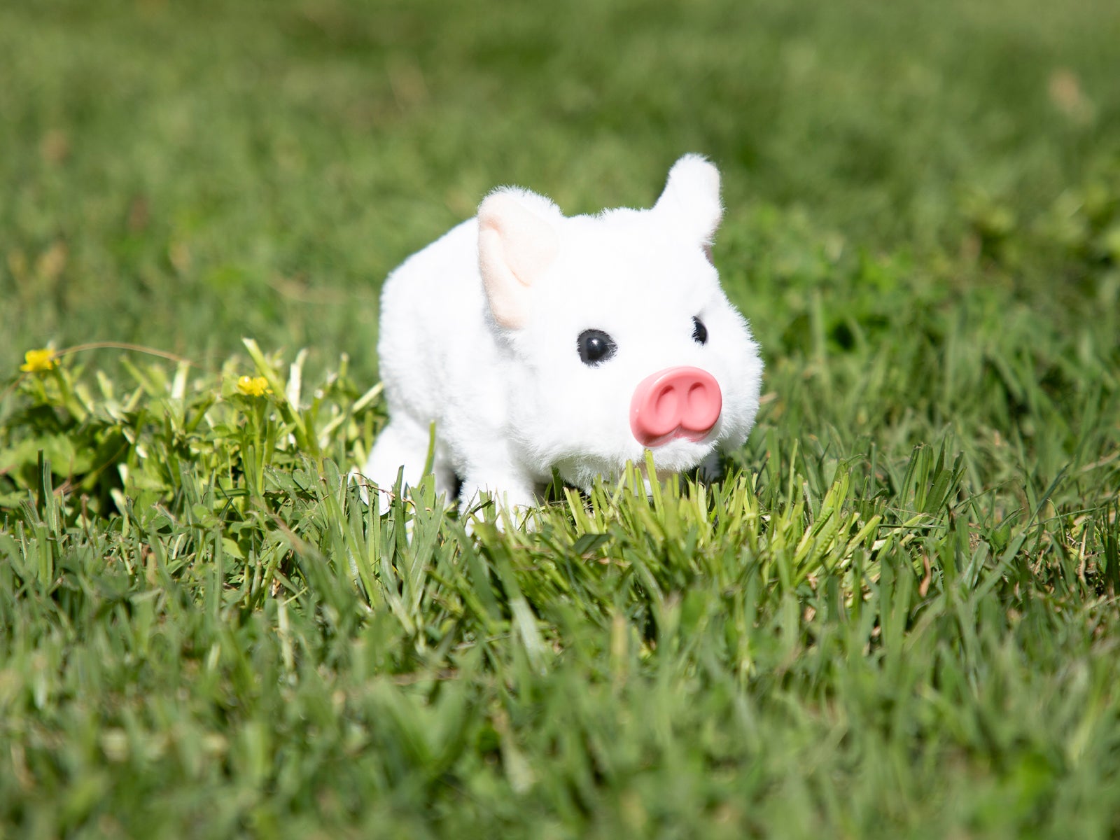 Interactive Piglet | Ale-Hop